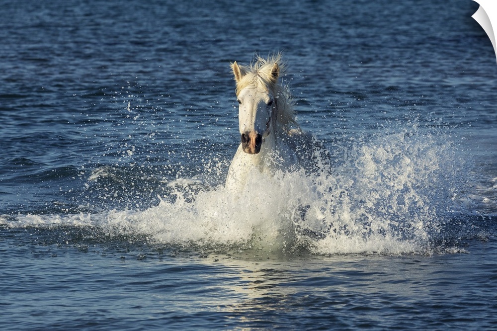 White horse of the Camargue running in the ocean .