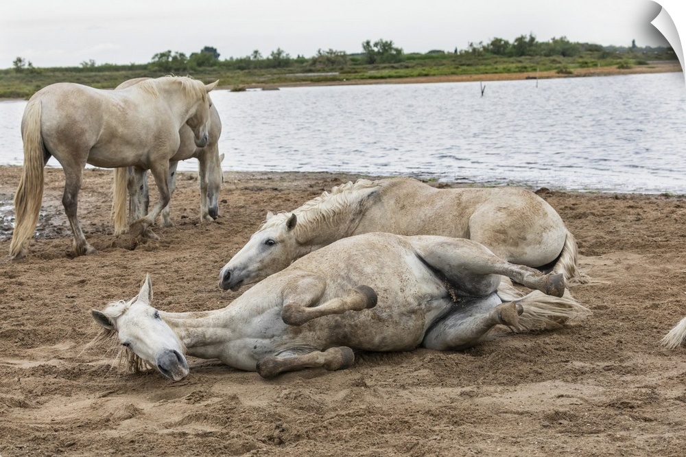The white horses of the Camargue rolling in the dirt.
