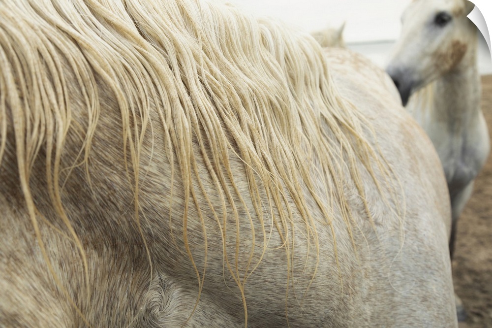 Close up of a white horse of the Camargue in the south of France.