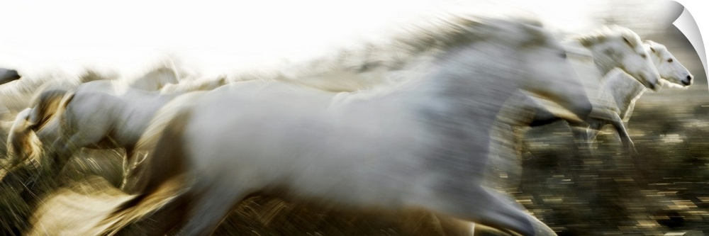 Panoramic photo of Camargue horses running at sundown in Arles, France. Horses are blurred which gives the sensation of fa...
