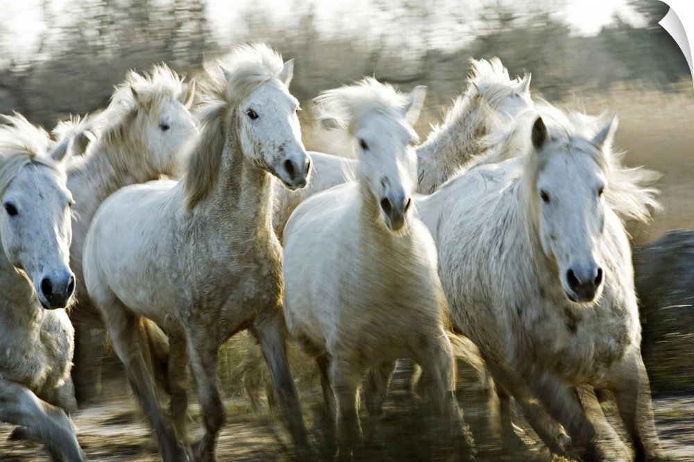Several white horses gallop through mud in this horizontal photograph.