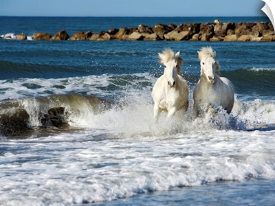 Camargue horses running in the ocean in the south of France