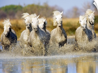 Camargue horses running in the water at sunset, Arles, France