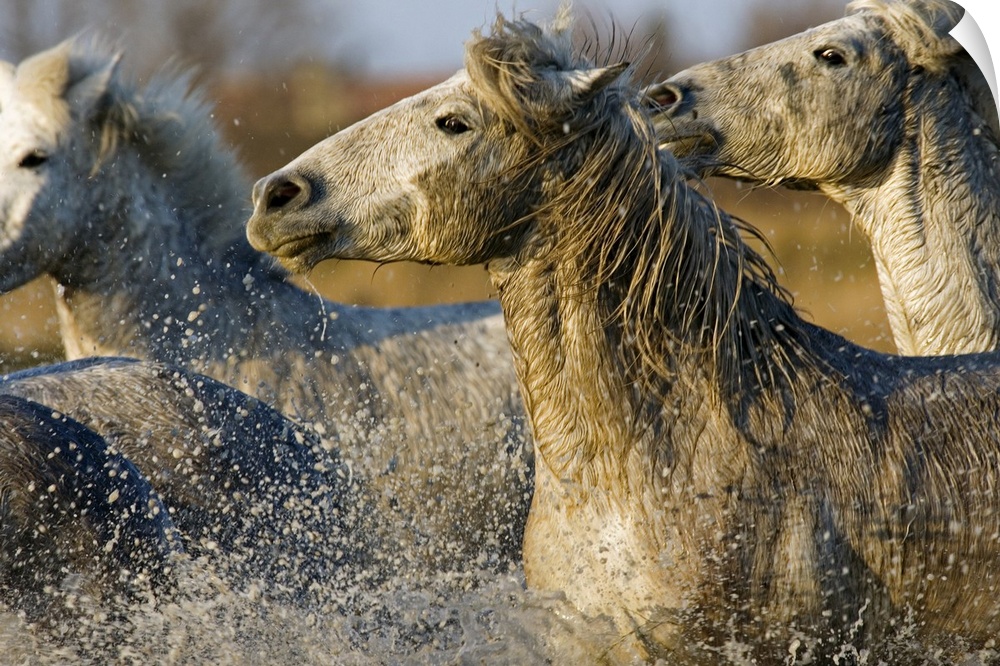 A herd of horses are photographed galloping through water that is splashing up from the bottom of the picture.