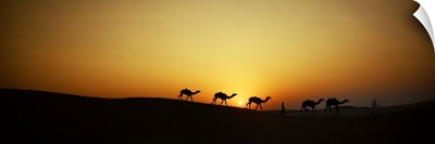 Camels and men in the desert of India