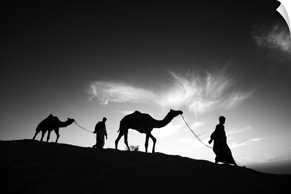 Camels and their owners at sunset, Rajistan, India