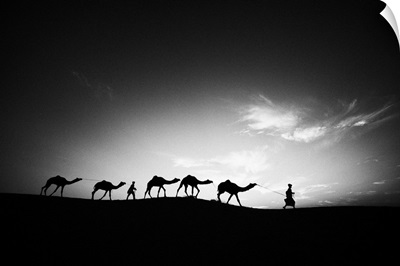 Camels and their trainers walking through the desert at sunset, Jaisalmer, India