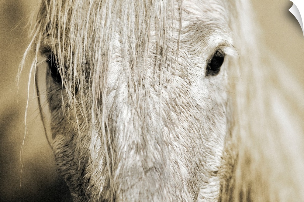 Wall docor of an extreme close up of a white horse's mid facial area with dark eyes staring back.