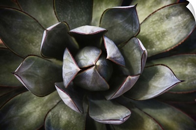 Close up of an Agave