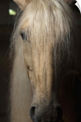 Close up portrait of a light colored long haired horse in France