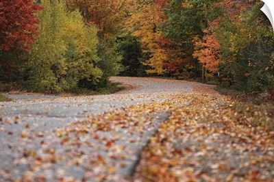 Country Road With Fall Color  In Acadia National Park