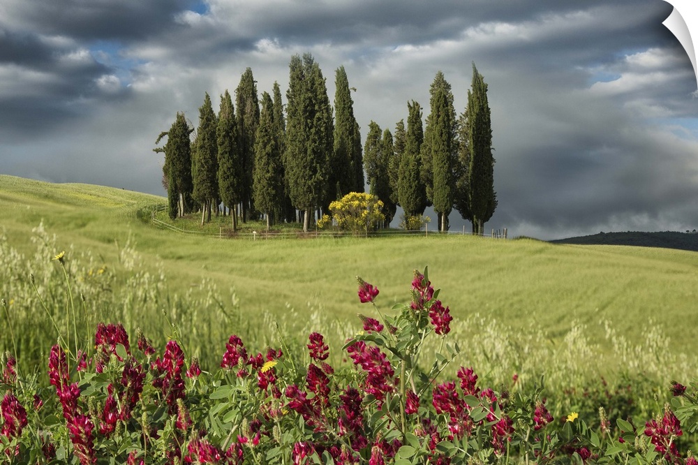 Cypress trees in the Tuscan countryside.