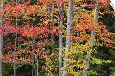 Fall Color In Acadia National Park