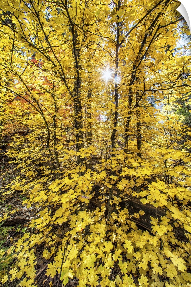Bright yellow leaves in a forest in autumn.