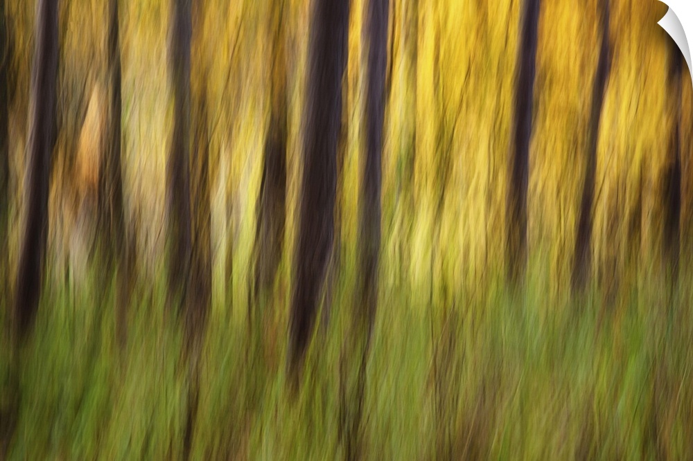 Blurred motion photograph of a forest with green ferns.