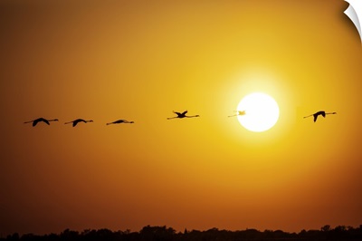 Flamingoes in flight at sunset