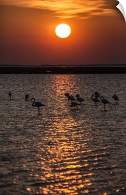 Flamingoes in silhouette on the water at sunset