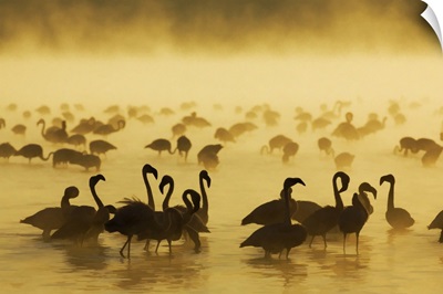 Flamingos at sunrise, Lake Nukuru, Kenya, Africa
