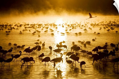 Flamingos in water at sunrise, Lake Nukuru, Kenya, Africa