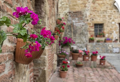 Flowers in courtyard in Monticiello, Tuscany, Italy
