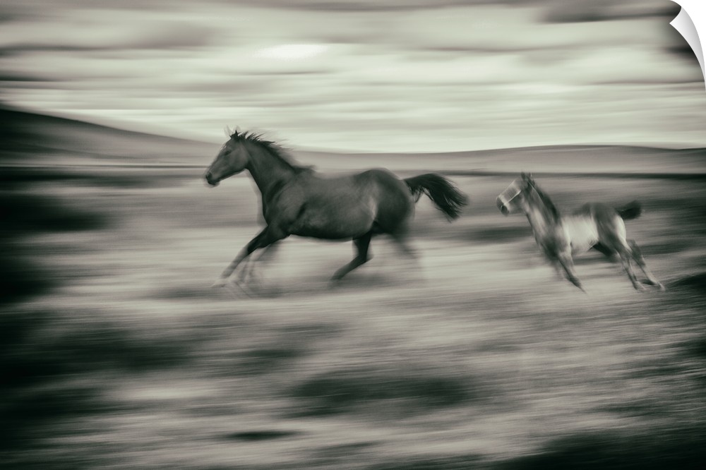 Horse and foal running on a farm in the Palouse, Washington