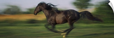 Horse running at full speed in the south of France