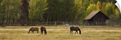 Horses in Jackson Hole, Wyoming