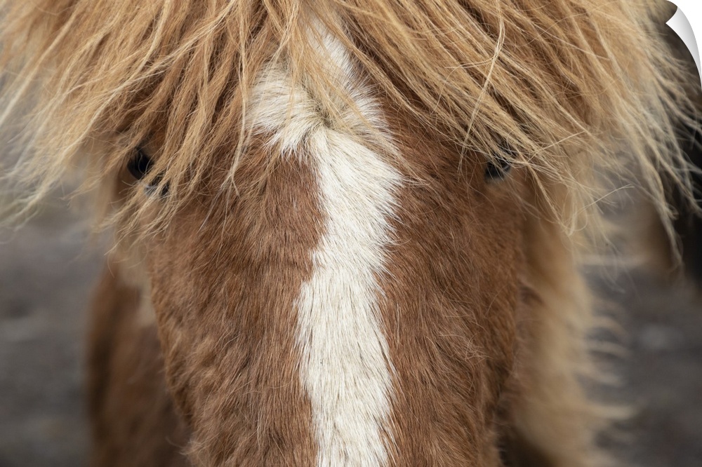 Close up of an Icelandic horse in the countryside of Iceland.