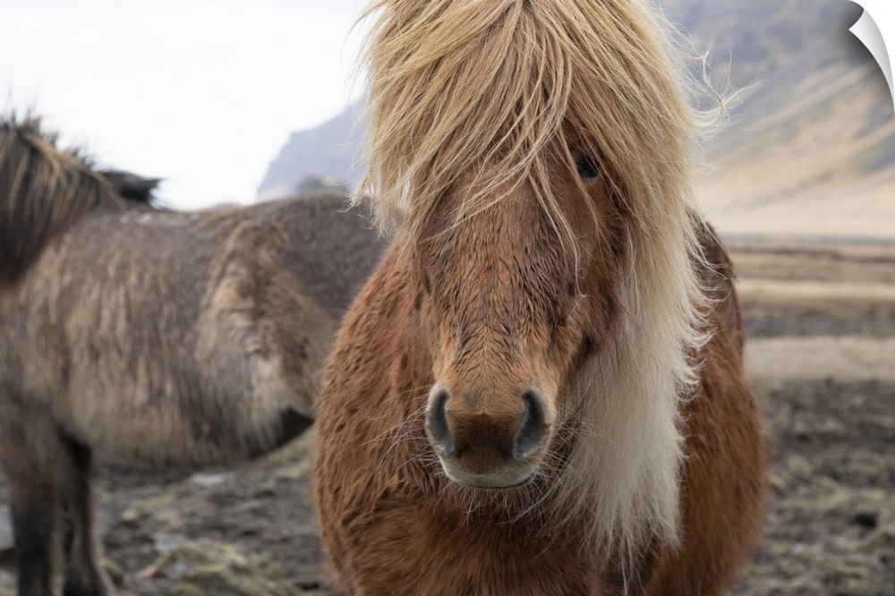 Close up of an Icelandic horse in the countryside of Iceland.