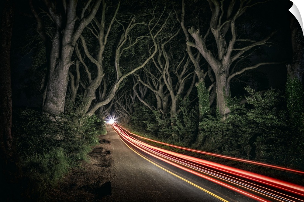 Car trails in the Dark Hedges of Northern Ireland.