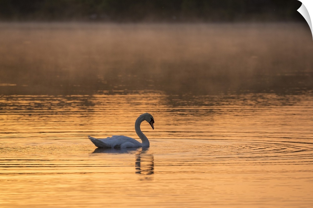 Swan in fog and sunrise at Gougane Barra, Cork, Ireland .