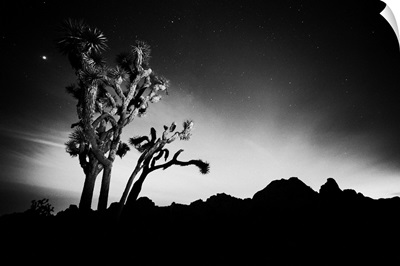 Joshua Tree Cactus Trees at night, Joshua Tree National Park, California