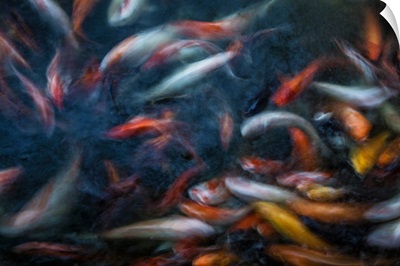 Koi fish swimming in Mandalay, Myanmar