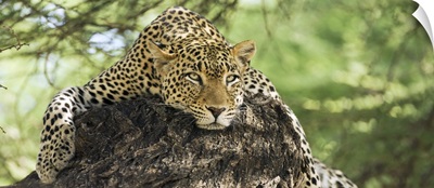 Leopard resting on a tree in the Masai Mara, Kenya