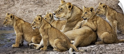Lioness and her cubs by the water in Kenya