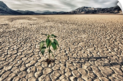 Lone plant trying to grow in the racetrack at Death Valley Natio