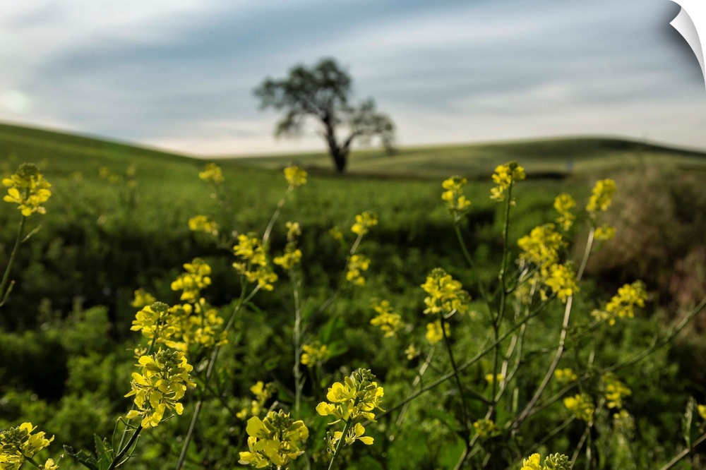 Lone tree and yellow flowers in the Palouse, Washington.