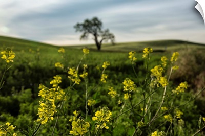 Lone tree and yellow flowers in the Palouse, Washington