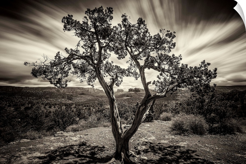 Lone tree at sunset in Sedona, Arizona.