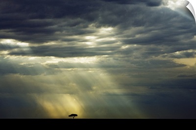 Lone Tree at sunset, Kenya, Africa
