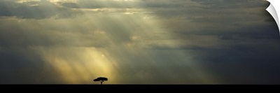 Lone tree on the Masai Mara in Kenya, Africa