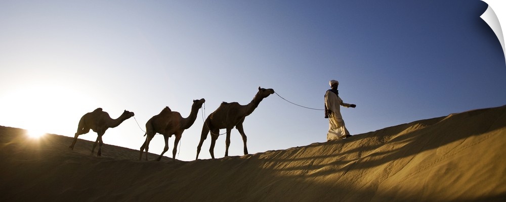 Man walking camels through the desert in India
