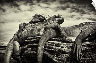 Marine Iguanas by the water, Galapagos Islands, Equador