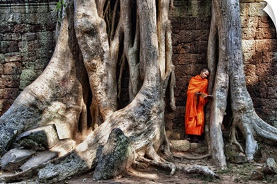 Monk reading in Ta Prohm temple in Angkor Wat, Cambodia