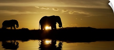 Mother and baby elephant walking by a lake at sunrise in Kenya