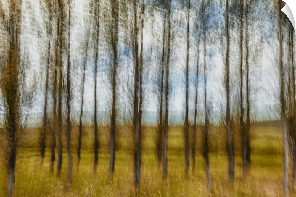 Motion blur of beautiful grove of deciduous trees.