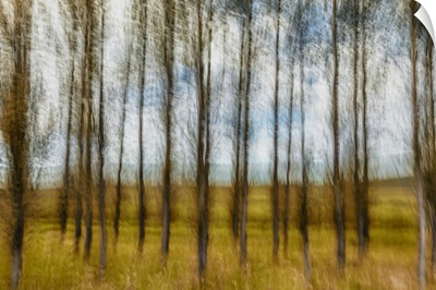 Motion Blur Of Beautiful Grove Of Deciduous Trees