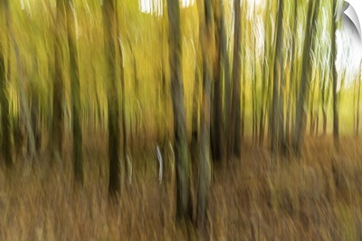Motion Blur Of Trees In Acadia National Park
