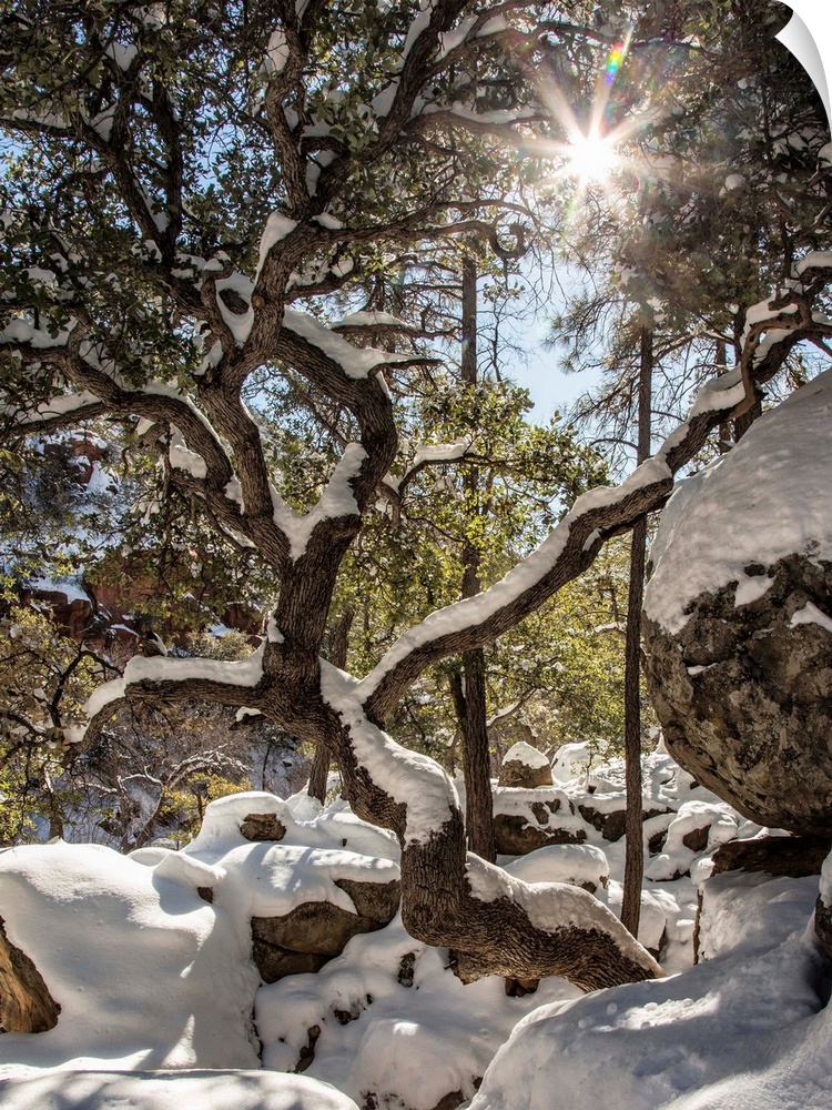 Oak Creek Canyon in the snow in Sedona, Arizona.