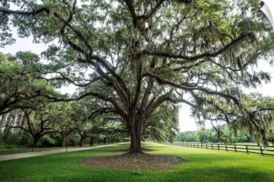 Oak tree lined road at Boone Hall Plantation, Charleston